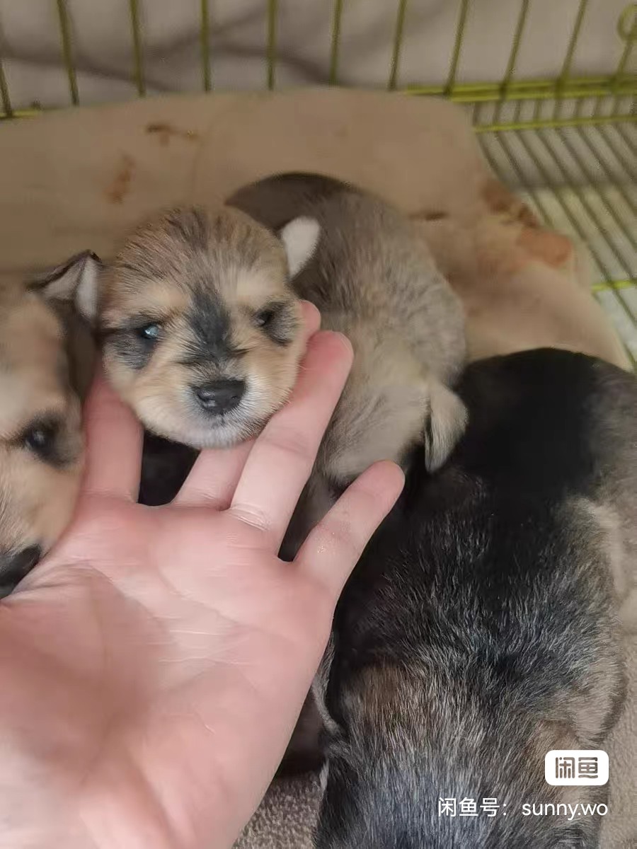 小体雪纳瑞9月5号出生，三公两母